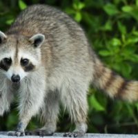 Does Insurance Cover Raccoon Damages To My Crawlspace?